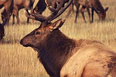Методы изучения охотничьих и охраняемых животных в полевых условиях
