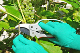 Технология возделывания плодоносящих виноградников
