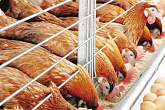 Технология производства яиц и мяса птицы на промышленной основе