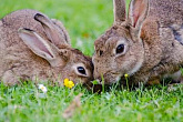 Кормление и содержание кроликов