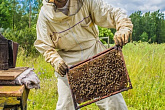 Введение в курс "Пчеловодство"