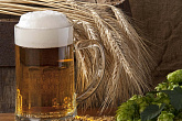 История пивоварения и характеристика готового пива