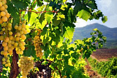 Виноградарство с основами технологии первичной переработки винограда