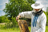 Племенная работа, разведение и содержание пчел