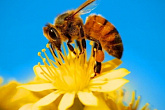 Общественный образ жизни пчелиной семьи