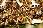 Кормовой баланс и продукты пчеловодства